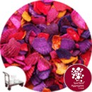 Coloured Sea Shells - Autumn Mix - Collect